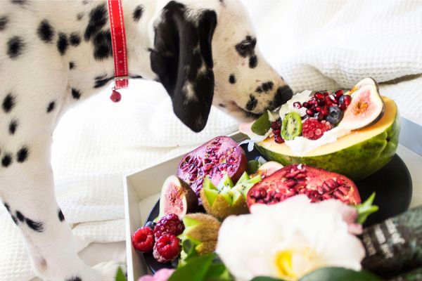 alimentação do seu pet